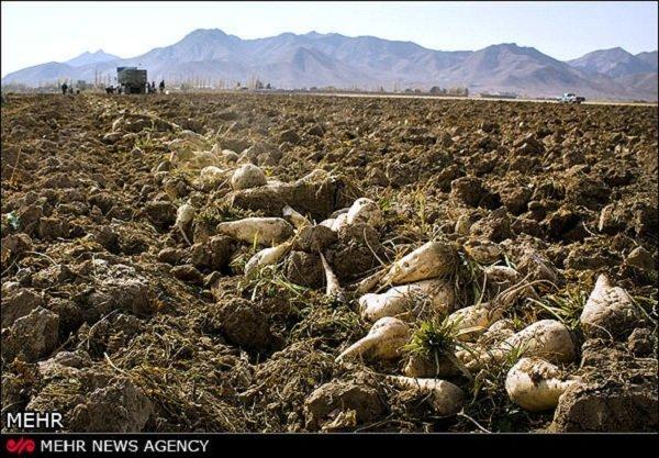 14 هزار تن چغندرقند در هلیلان ایلام برداشت می شود 14 هزار تن چغندرقند در هلیلان ایلام برداشت می گردد