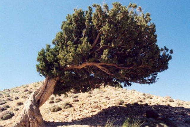 کاشت درخت های ارس و زرشک کوهی راهی برای مقابله با خشکسالی