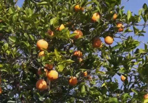بهره مندی دزفول از مرکبات مرغوب، ارمغان بارندگی مطلوب + فیلم بهره مندی دزفول از مرکبات مرغوب، ارمغان بارندگی مطلوب