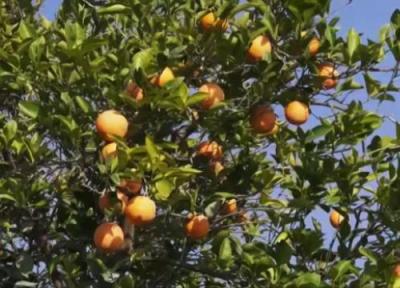 بهره مندی دزفول از مرکبات مرغوب، ارمغان بارندگی مطلوب