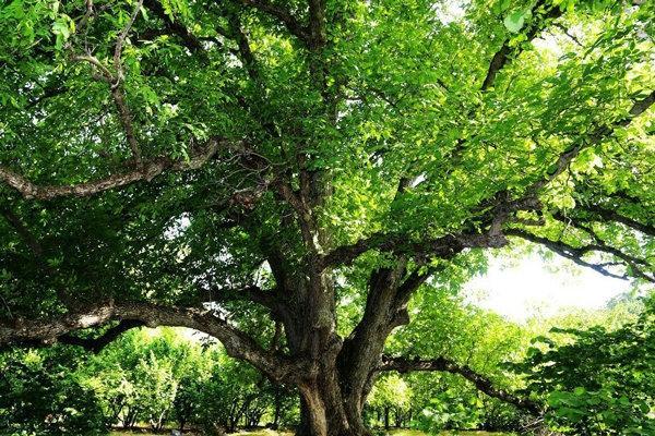 16 پرونده میراث طبیعی واجد ارزش ثبت شناخته شد 16 پرونده میراث طبیعی واجد ارزش ثبت شناخته شد