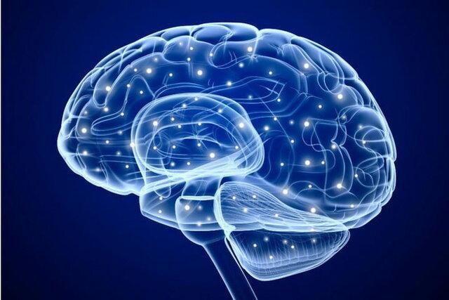 نقش مهم بخش غیرمنتظره ای از مغز در یادگیری و حافظه