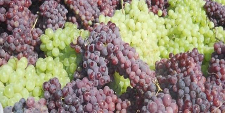 انگور خطر ابتلا به سرطان های گوارشی را کاهش می دهد