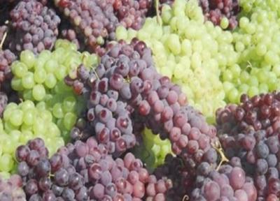 انگور خطر ابتلا به سرطان های گوارشی را کاهش می دهد