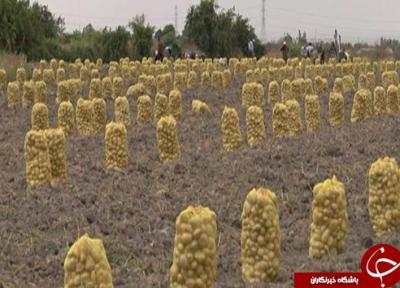 سیب زمینی کاران گلستانی با نگرانی به سراغ کشت می روند