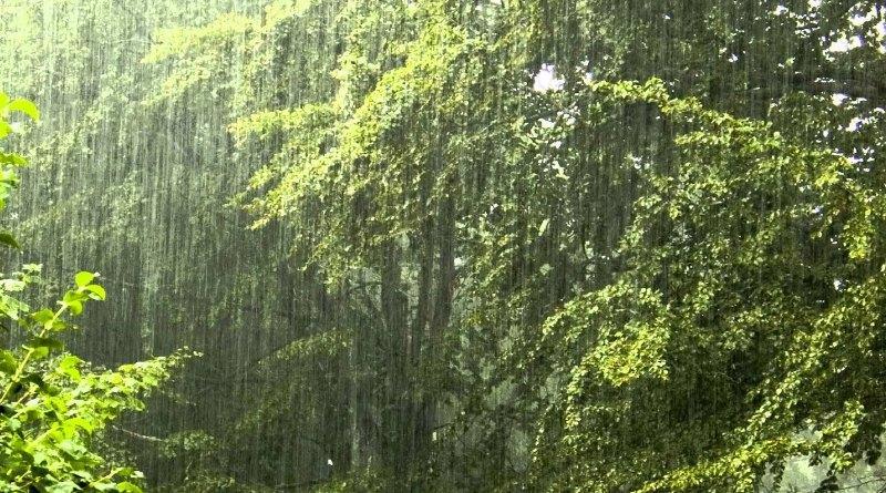 جنگل ها ضربه گیر باران های سیل آسا جنگل ها ضربه گیر باران های سیل آسا