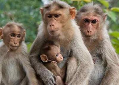 تغییر ذهن میمون ها؛ روش جدید برای درمان آلزایمر