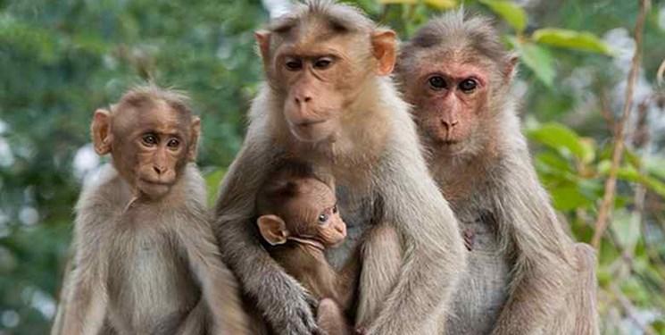 تغییر ذهن میمون ها؛ روش جدید برای درمان آلزایمر