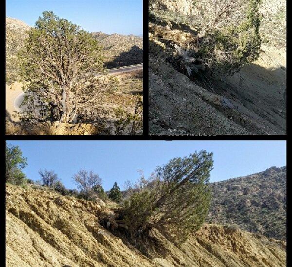 اجرای طرح نجات درخت وُهل چندصد ساله در استهبان فارس
