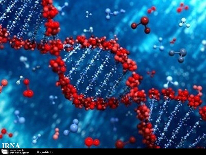 کشف ژن مرتبط با بیماری های عضله قلب توسط محققان ایران