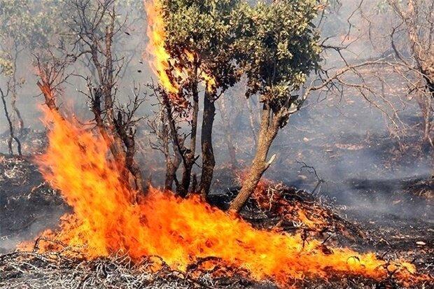 آتش سوزی جزیی درختان بوستان ارم همدان