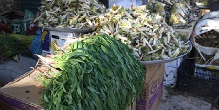 حفاظت از گونه های گیاهی با انتشار نقشه پراکنش 27 استان