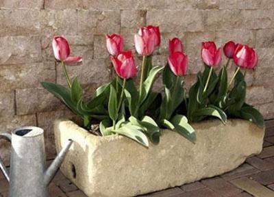 با این گل ها بهار را به خانه ببرید