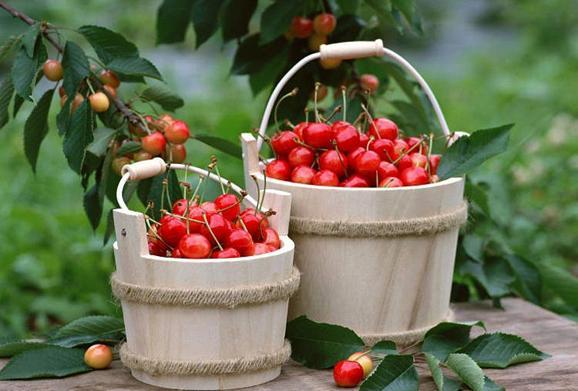 جشنواره گیلاس آغاز گر تکمیل زنجیره های تولیدو ارزش افزوده