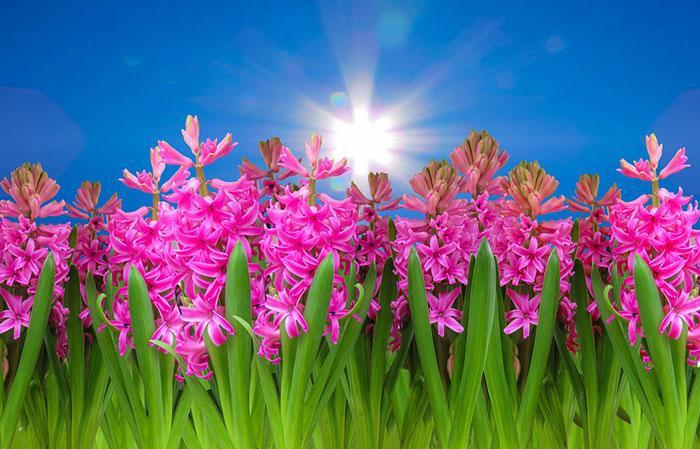 مجموعه عکس گل سنبل؛ 33 عکس زیبا و جذاب برای پروفایل