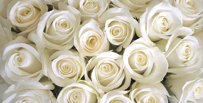 گالری عکس گل رز سفید؛ عکس هایی فوق العاده زیبا و با کیفیت