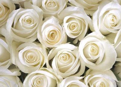 گالری عکس گل رز سفید؛ عکس هایی فوق العاده زیبا و با کیفیت