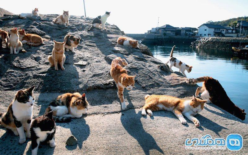 جزیره ای برای گربه ها در سرزمین دیدنی ژاپن! جزیره ای برای گربه ها در سرزمین دیدنی ژاپن!