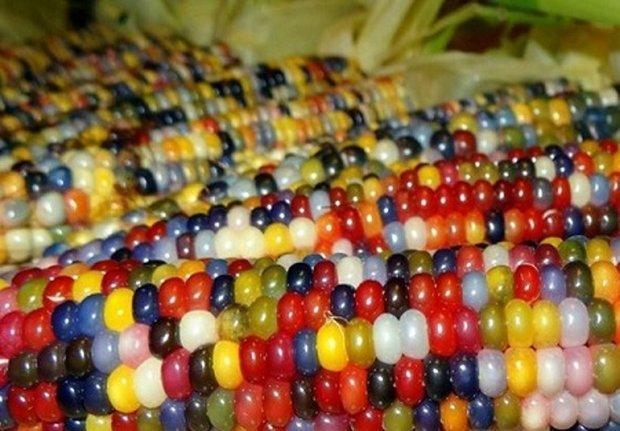 کنیا به جمع کشورهای تولیدکننده محصولات تراریخته می پیوندد
