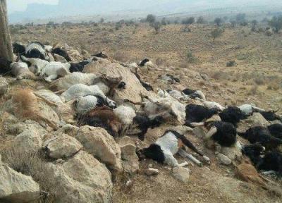 مسمومیت علت اتلاف گوسفندان در مرودشت بوده است