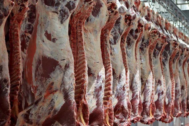 سالانه بیش از 8 هزار تن گوشت قرمز توسط عشایر ایلام تولید می شود