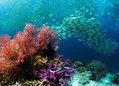 دشواری های خلیج فارس با اسیدی شدن و افزایش دما، پیش بینی مرگ مرجان ها تا خاتمه قرن حاضر