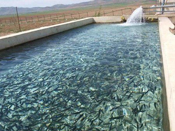 از طرح های اشتغالزای شیلات حمایت می کنیم از طرح های اشتغالزای شیلات حمایت می کنیم