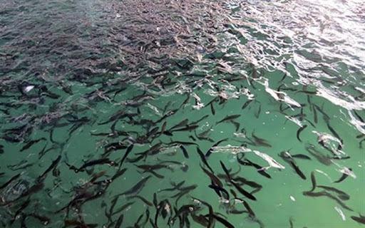 پیش بینی فراوری 6 هزار و 200 تن ماهی در همدان