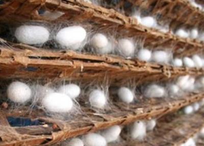 افزایش 18 درصدی تخم نوغان برای تولید ابریشم در سال 1399