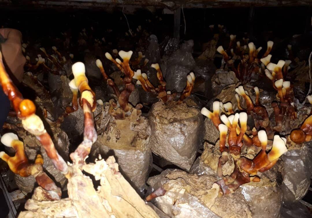 خبرنگاران بهره برداری از نخستین مزرعه تولید قارچ دارویی خبرنگاران بهره برداری از نخستین مزرعه تولید قارچ دارویی گانودرما در فارس