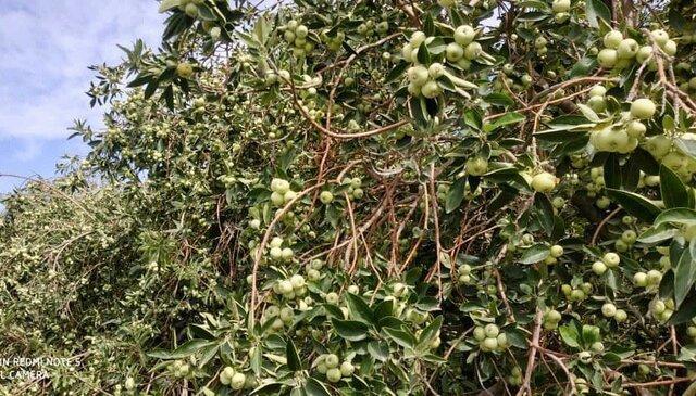 آغاز برداشت سیب گلاب در فنوج سیستان وبلوچستان آغاز برداشت سیب گلاب در فنوج سیستان وبلوچستان