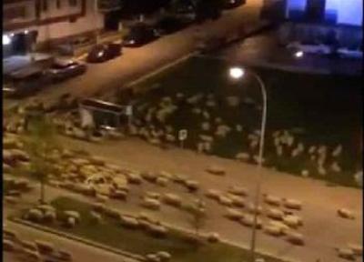 هجوم شبانه گوسفندان به شهری در ترکیه