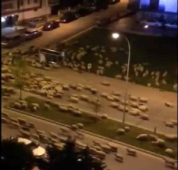 هجوم شبانه گوسفندان به شهری در ترکیه