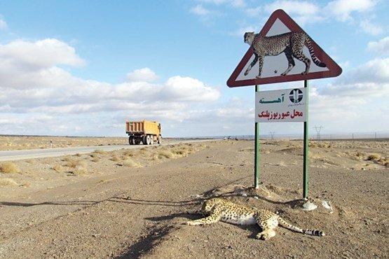 نصب تابلوی هشدار عبور حیوانات وحشی در راه های مواصلاتی زنجان