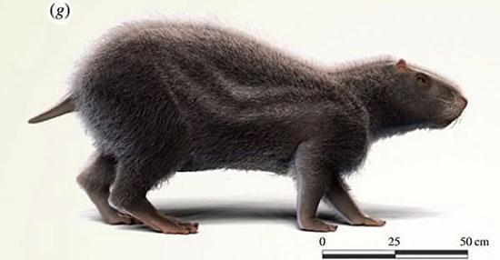 کشف موشِ 80 کیلوگرمی در آمازون!