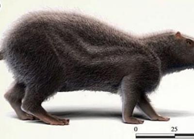 کشف موشِ 80 کیلوگرمی در آمازون!