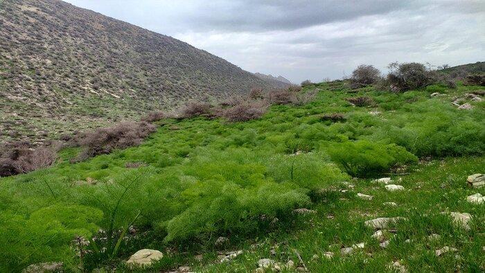 وجود 22 گونه گیاهی بومی در مراتع استان همدان