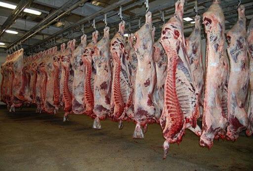خبرنگاران شمار بیماران مبتلا به تب کریمه کنگو در تربت جام خبرنگاران شمار بیماران مبتلا به تب کریمه کنگو در تربت جام به 14 نفر رسید
