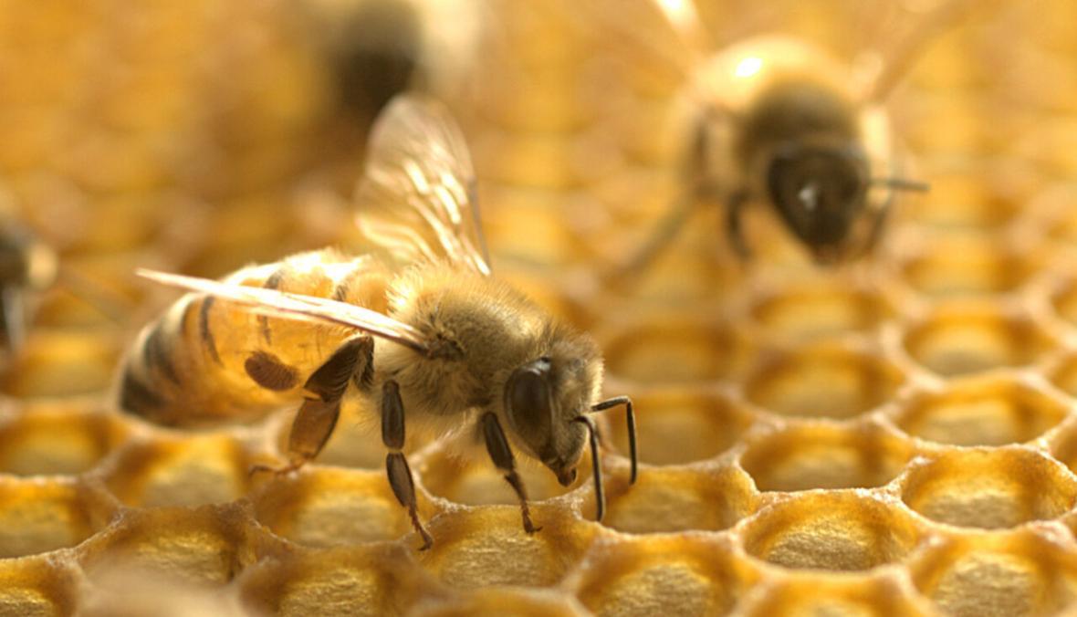 خبرنگاران قطره ایرانی افزایش ایمنی بدن با استفاده از بره موم زنبور فراوری شد