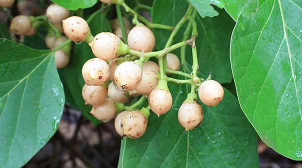 همه چیز در مورد خواص سه پستان (سپستان) همه چیز در خصوص خواص سه پستان (سپستان)