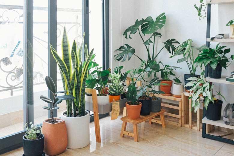 گیاهان مان را چگونه از سرما نجات دهیم؟ گیاهان مان را چگونه از سرما نجات دهیم؟