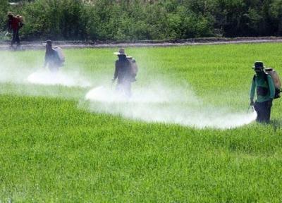 نوربخش: 80 میلیون دلار ارز نیمایی به واردکنندگان آفت کش پرداخت شد