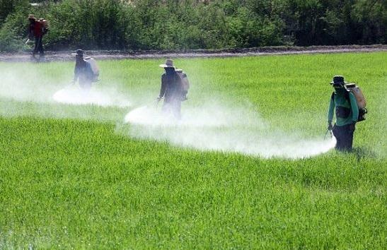 نوربخش: 80 میلیون دلار ارز نیمایی به واردکنندگان آفت کش پرداخت نوربخش: 80 میلیون دلار ارز نیمایی به واردکنندگان آفت کش پرداخت شد