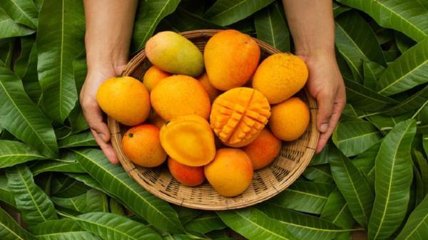 خوردن انبه چه زمانی خطرآفرین می شود ؟ خوردن انبه چه زمانی خطرآفرین می گردد ؟
