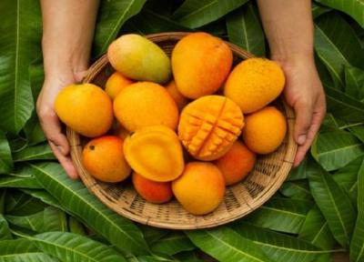 خوردن انبه چه زمانی خطرآفرین می گردد ؟