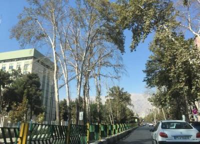 شروع کاشت 300 درخت چنار در مرکز شهر تهران