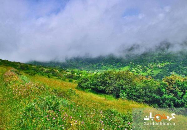 سفری به یادماندنی به جنگل فندق و سوسن اردبیل