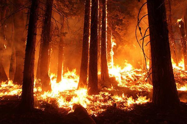 آتش سوزی باعث مهاجرت درختان می گردد