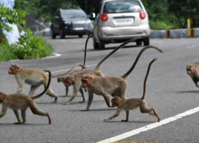 عبور دسته بزرگ میمون ها از وسط جاده ای در چین