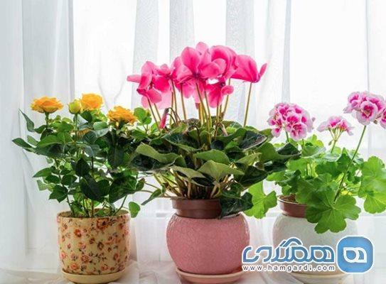 معرفی گل ها و گیاهان بهاری برای ایجاد حس شادابی و طراوت در معرفی گل ها و گیاهان بهاری برای ایجاد حس شادابی و طراوت در خانه